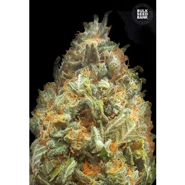 Auto Original Orange Bud