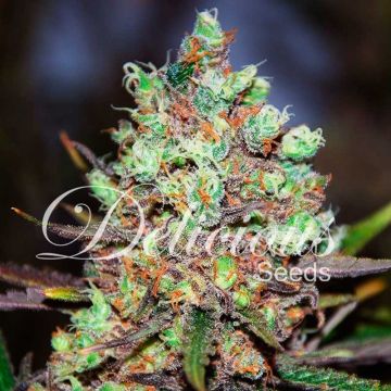 Cotton Candy Kush - Early Version