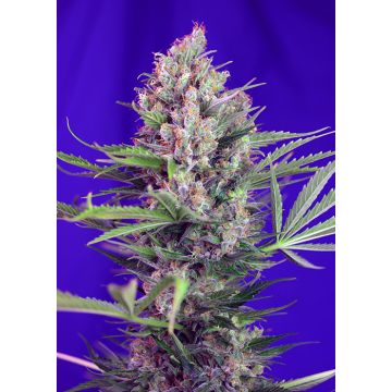 Cream Mandarine (F1 Fast Version)