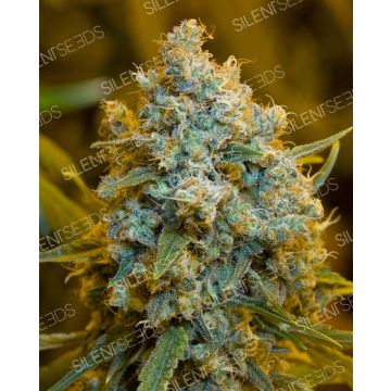 Critical Jack