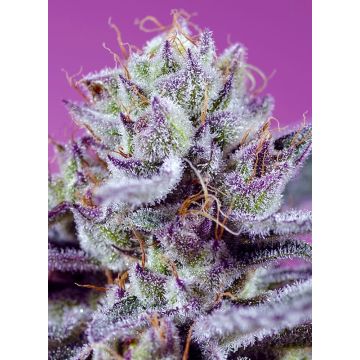Diablo’s Delight XL Auto
