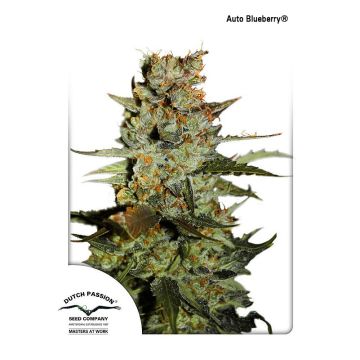 Auto Blueberry - 7 semen