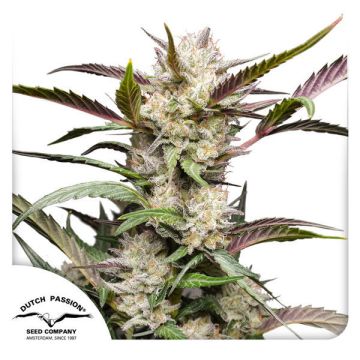 Auto Mimosa Punch - 7 semen