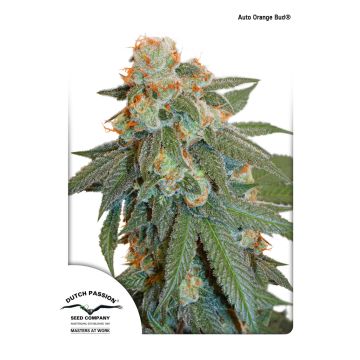 Auto Orange Bud - 7 semen
