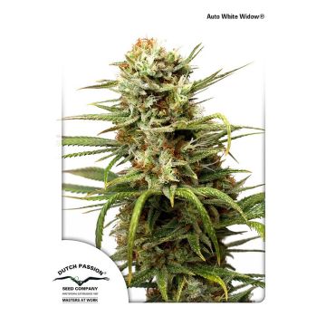 Auto White Widow - 7 semen