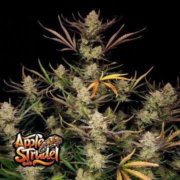 Apple Strudel Auto