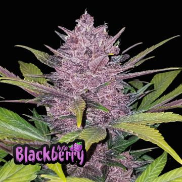 Blackberry Auto