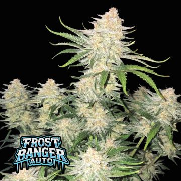 Frostbanger Auto
