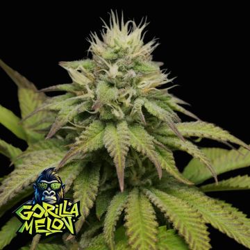 Gorilla Melon