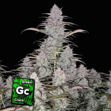 Green Crack Auto