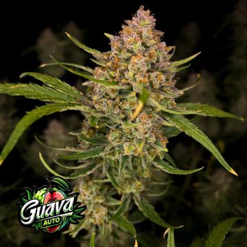 Guava Auto