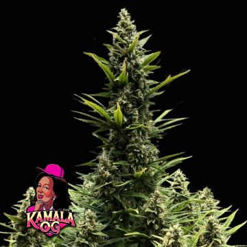 Kamala OG Auto