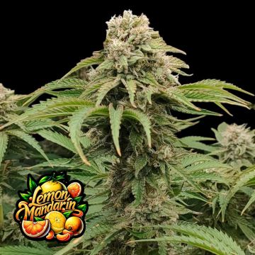 Lemon Mandarin