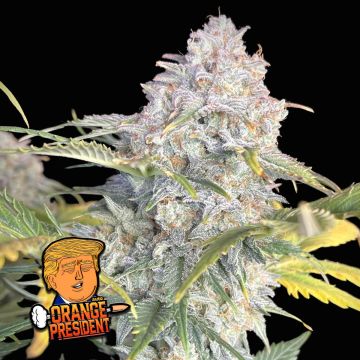 Orange President Auto