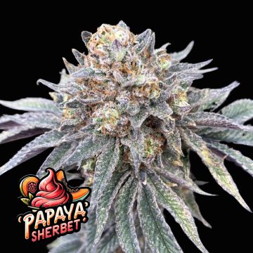 Papaya Sherbet