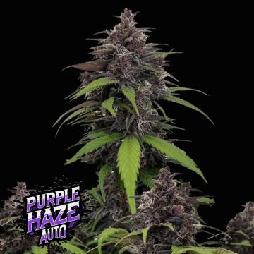 Purple Haze Auto