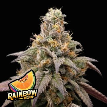 Rainbow Melon