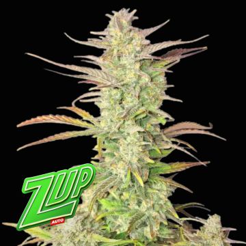 Z- Up Auto