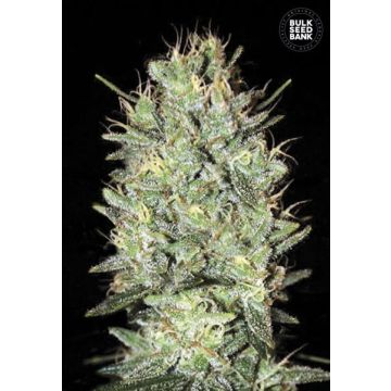 Amnesia Haze