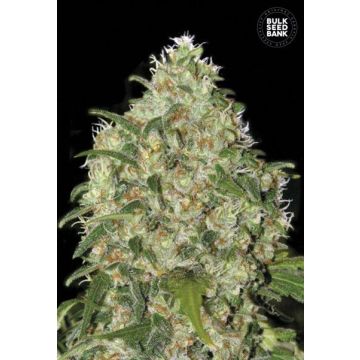 Amnesia Platinum