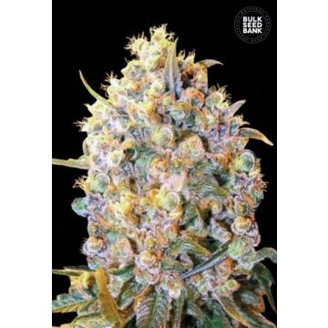 Bigger Bud