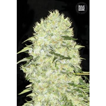 Bubblegum Extra