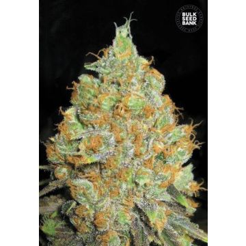 Critical Mass