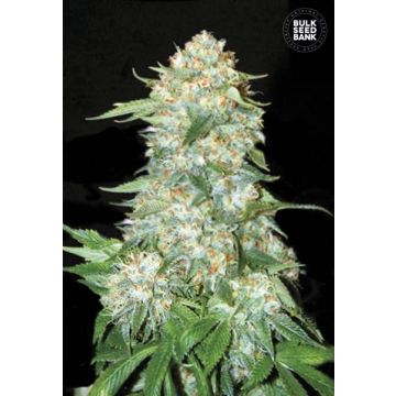 OG Kush