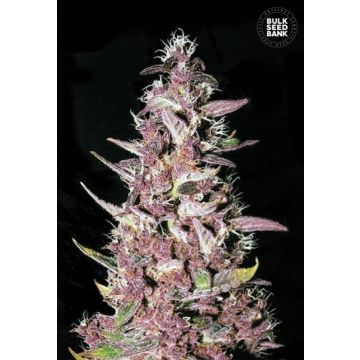 Purple Glam Kush