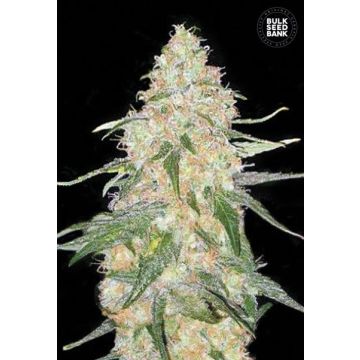 Special Skunk
