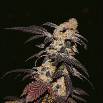French Cookies - 6 + 1 free
