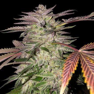 Gelato Cake 6 + 1 free