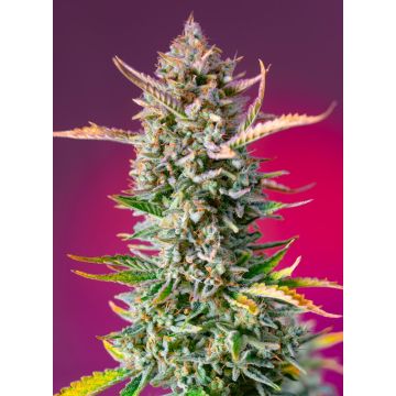 Gorilla Sherbet (F1 Fast Version)