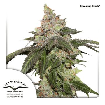 Kerosene Krash - 10 semen