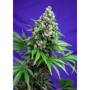 Killer Kush (F1 Fast Version)