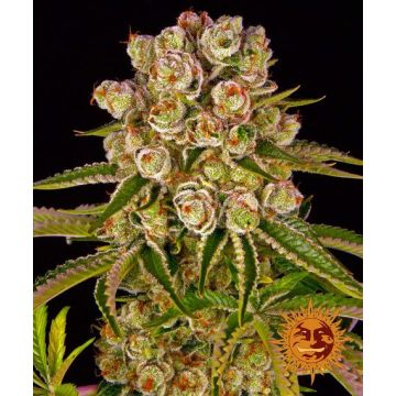 Barney’s Farm Kush Mintz - 5 semen
