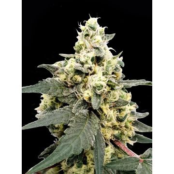 Lemonade Auto