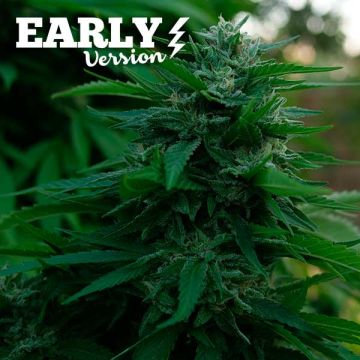 Lord Kush - Early Version