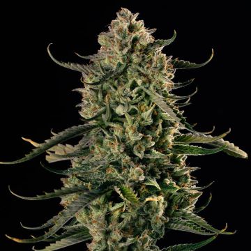MAC Dawg XXL Auto