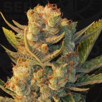 MK-Ultra Bubble