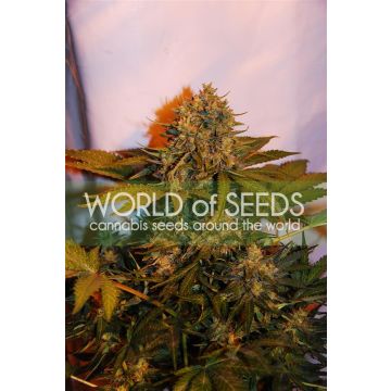 Auto Northern Light X Big Bud Ryder
