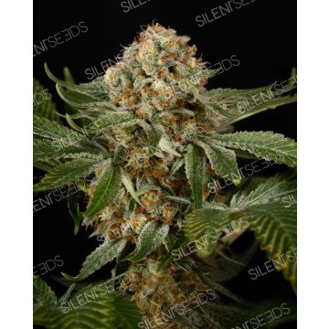 OG Kush