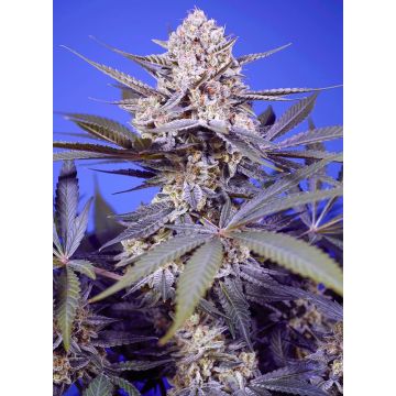 Pineapple Slush XL Auto