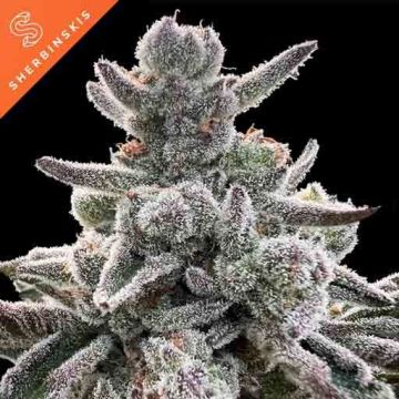 Polar Gelato By Sherbinskis