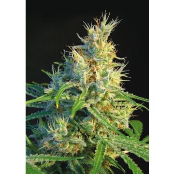 Psicodelicia