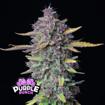 Purple Punch Auto