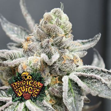 Radical Juice Auto
