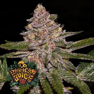Radical Juice