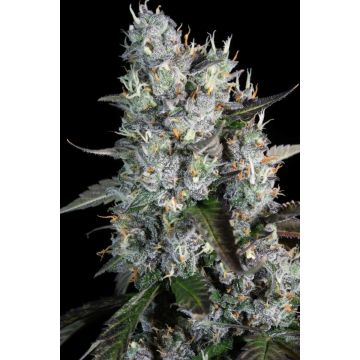 Red Velvet Auto
