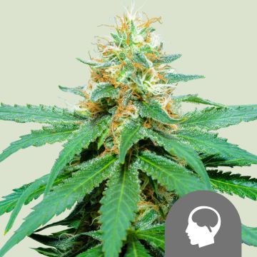 Amnesia Haze Regular - 10 semen